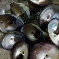 ikoiアフィニティ's cooksnap of when they made 簡単 しったか貝（ニナ貝）の塩茹で.