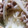 AiYuKE's cooksnap of when they made 簡単豚コマもやし丼.