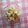 ☆☆MIKE☆☆'s cooksnap of when they made レンジで簡単！里芋のやみつきマヨサラダ＊.