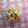 ☆☆MIKE☆☆'s cooksnap of when they made レンジで簡単！里芋のやみつきマヨサラダ＊.