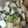 ロゼリン's cooksnap of when they made 里芋と油揚げの煮物.