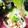 虹色♪︎ちゅーりっぷ's cooksnap of when they made 包丁いらず♡青ネギは手でちぎってね！.