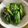 とらおマミー's cooksnap of when they made 春菊のおひたし.