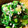 のんのんSTELLA's cooksnap of when they made 農園レシピ・菜の花からし和え.