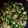 クックV5WIEJ☆'s cooksnap of when they made ねばねばきざみおくらのかつおポン酢あえ.