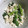 mitimiya's cooksnap of when they made 簡単！優しい♪菜の花の白和え.