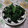 ＩＳＨＩＫＡＷＡ's cooksnap of when they made ほうれん草のからし和え(小松菜でもok).