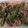 クックDRQB6R☆'s cooksnap of when they made 菜の花と桜海老のスパゲッティ.