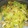 ブランシュkuu's cooksnap of when they made 春キャベツと卵のマヨ炒め.