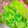 my_pace's cooksnap of when they made ★みつばの冷凍保存.
