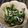 tomome's cooksnap of when they made 春菊としらすの胡麻サラダ.
