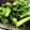 しまあか's cooksnap of when they made 菜の花の柚子胡椒和え.
