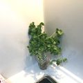 明日の風☆'s cooksnap of when they made 根三つ葉の保存方法.