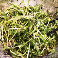 ユウヤケコヤケ's cooksnap of when they made 栄養たっぷり水菜とひじきのツナマヨあえ♪.