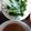 たいぴーち's cooksnap of when they made ぬた（わけぎとワカメの酢味噌和え）.