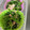 クックHR7F85☆'s cooksnap of when they made ほうれん草のツナ和え.