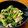 ドアラまま's cooksnap of when they made 豚肉と菜の花のからし和え.