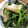 ムーヒツジ's cooksnap of when they made 【 ちくわとほうれん草のごまあえ 〗.
