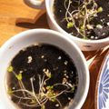 ふたごママちゃん's cooksnap of when they made 【超簡単】マグカップで作る即席海苔スープ.