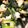KahoPad's cooksnap of when they made (妊婦レシピ) ささっと、小松菜の煮浸し.