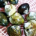 どらど～ら's cooksnap of when they made ５分で貝の砂抜き.