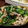 クニカニ's cooksnap of when they made 簡単美味しい高菜と豚肉の塩胡椒炒め.