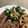 ポメちょん's cooksnap of when they made 簡単しめじと ほうれん草の バターソテー.