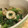 ちよこれいと♡'s cooksnap of when they made ✿炒めて作る わけぎのぬた✿.