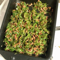 抹茶王チーズケーキ's cooksnap of when they made お弁当に♪ピーマンと小エビの白だし炒め.