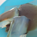 りんごてゃ's cooksnap of when they made 黒みつ寒天.