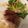 ﾊﾙﾄﾕｷ｡'s cooksnap of when they made ラム肉入りのハンバーグ、ラムバーグ！！.