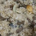 クックV8GXUG☆'s cooksnap of when they made ステーキ屋さん風ガーリックライス.