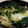 しらたまこむぎ's cooksnap of when they made ほうれんそうとエノキの巣ごもりたまご.