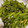 クックNAFJ24☆'s cooksnap of when they made にんにくの芽のオイスター炒め.