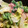 milestone★'s cooksnap of when they made あったかレタスのおかか和え.