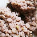 ふぁんたにゃん's cooksnap of when they made 押し麦だけでプリプリごはん♪.