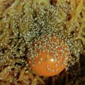 おすみさん's cooksnap of when they made 旨辛！インスタントラーメンで、アレンジ麺.