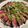 かなぽん☆☆'s cooksnap of when they made 新玉ねぎと生わかめの鰹たたきラーぽんがけ.