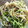 ☆みなこママ☆'s cooksnap of when they made 簡単すぎ！豆苗ともやしの塩昆布和え.
