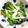 クックGB6431☆'s cooksnap of when they made 【蒸し鶏とブロッコリーのマヨドレサラダ】.