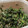 eruchee's cooksnap of when they made 子供が大好きなほうれん草の胡麻和え♡簡単.