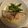 yobibaa's cooksnap of when they made 15分でできる★ぶりの照り焼き.
