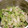 miffy77's cooksnap of when they made 混ぜるだけ♡生白菜とツナの和風サラダ.