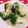 みっくママ's cooksnap of when they made ブロッコリーのじゃこ炒め！お弁当用♡.