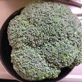 のんべぇヒロ's cooksnap of when they made ブロッコリーは料理前に水を♪.