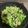 みっちーUSA's cooksnap of when they made 豚肉とレタスのポン酢炒め.