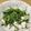 ティンク★'s cooksnap of when they made ささみと豆苗のシャンタン胡麻和えナムル風.