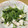 ティンク★'s cooksnap of when they made ささみと豆苗のシャンタン胡麻和えナムル風.