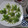よちりん's cooksnap of when they made ふきのとうの天ぷら.