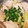 ☆ドキンちゃん☆”'s cooksnap of when they made ワンタンの皮と白菜のスープ.